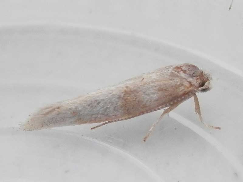 Cedestis gysseleniella 